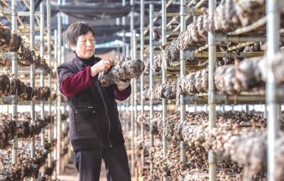  这个模式好！花卉+香菇循环种植 销售额突破千万元