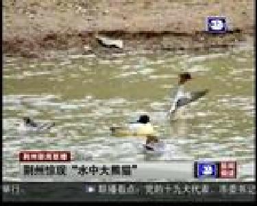 短消息：荆州惊现“水中大熊猫”