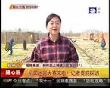 稻田迷宫大赛来啦！记者提前探访