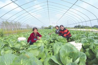 荆州区村民抢抓有利时机 积极开展秋播秋种工作