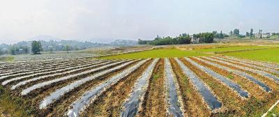 荆州打响农业面源污染治理攻坚战 减少农药使用量