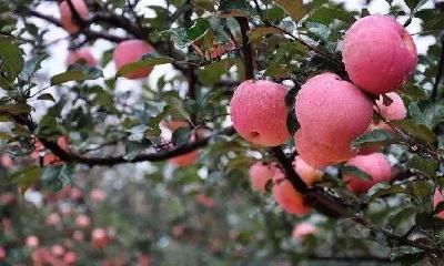 中国首创，苹果期货挂牌交易！这是真·苹果！