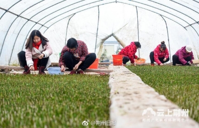 荆州玫瑰园基地热闹非凡 园艺工人忙着培植花苗