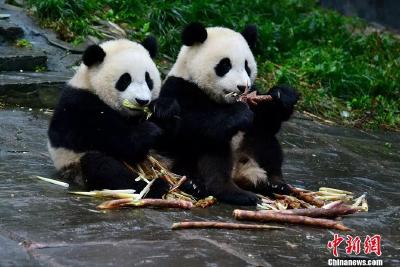 熊猫便便纸巾面市，网友：终于能近距离感受国宝的味道