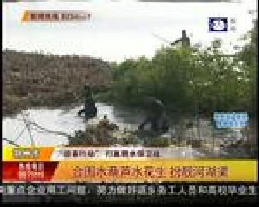 合围水葫芦水花生 扮靓河湖渠