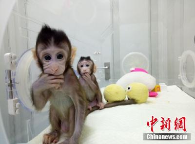 超厉害！中国科学家再次突破世界难题——克隆出了猴！
