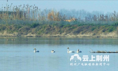 生态生境持续变好 1300只野生白天鹅重返洪湖湿地