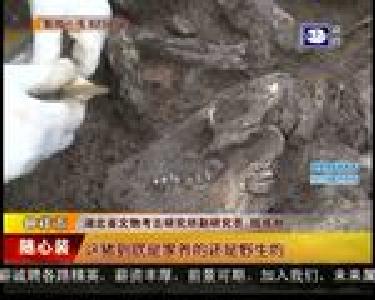 钟祥发现新石器时代遗址 距今四五千年