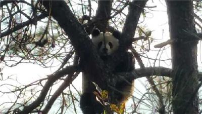 凉山发现野生大熊猫 下山悠闲晒太阳
