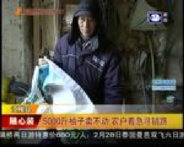 5000斤柚子卖不动 农户着急寻销路