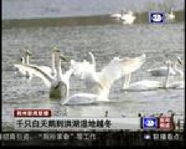 短消息：千只白天鹅到洪湖湿地越冬