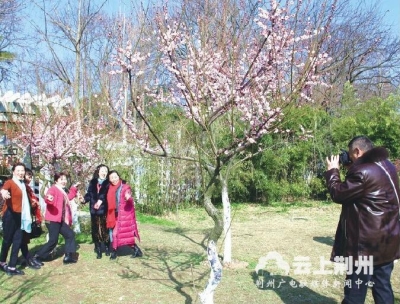 沙市中山公园梅花盛开 吸引众多市民前来赏梅