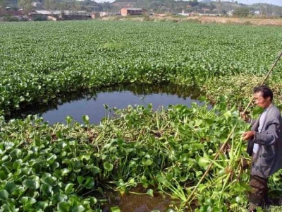 荆州清剿“绿色污染元凶” 计划3年铲除所有水葫芦