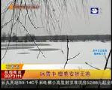 石首市：冰雪中 麋鹿安然无恙