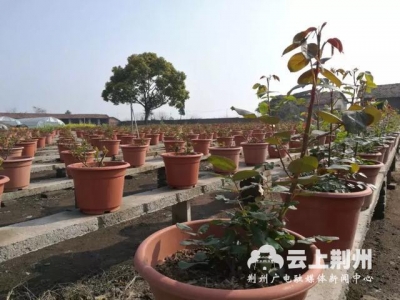 弥市玫瑰园描绘花海世界 力争5月盛放开园迎宾
