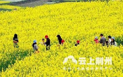 公安县斑竹垱镇首届油菜花节开幕 将持续到4月15日