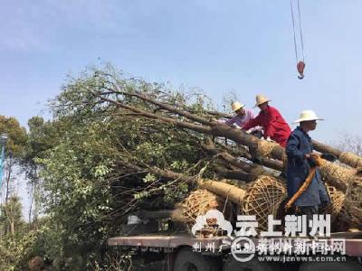 川店香樟香满全国 树农忙卖
