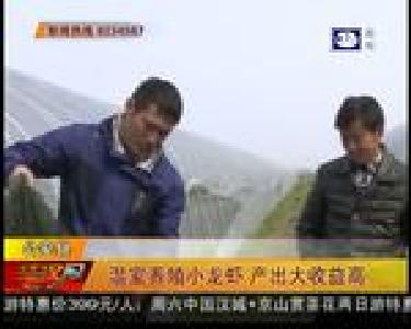 温室养殖小龙虾 产出大收益高