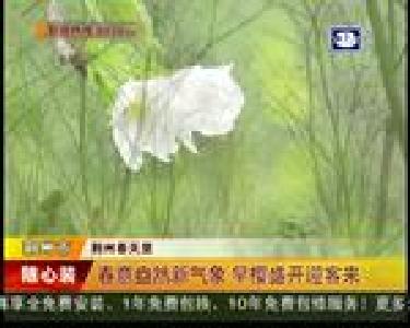 春意盎然新气象 早樱盛开迎客来