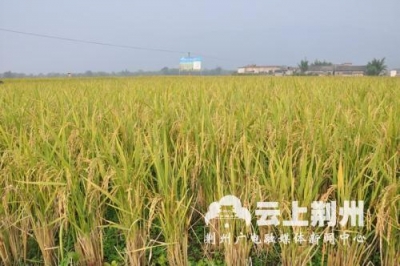 松滋引进再生稻的种植技术 亩产增收2100元左右