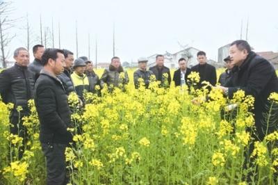 公安县农技人员深入田间地头 指导农户防治菌核病