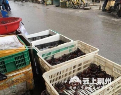 吃虾季来了！荆州小龙虾抢先登陆武汉市场