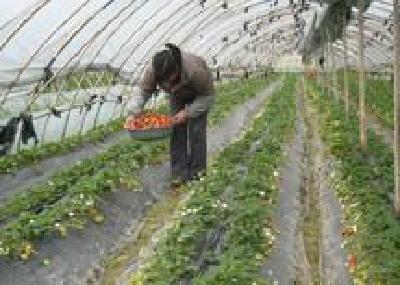 沙市区锣场镇锣场村发展草莓采摘经济 促进农民增收