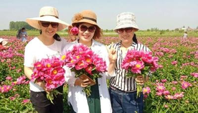 清香蝶舞引客来 江陵芍药花正开