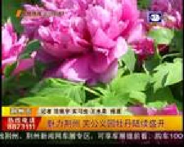 魅力荆州 关公义园牡丹陆续盛开