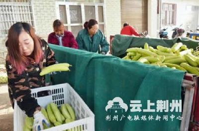 荆州区李埠镇无公害蔬菜基地黄瓜畅销全国各大城市