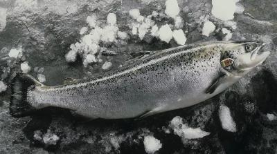 同中国和好后，这个国家三文鱼出口激增8倍，然后越南就被“忘了”