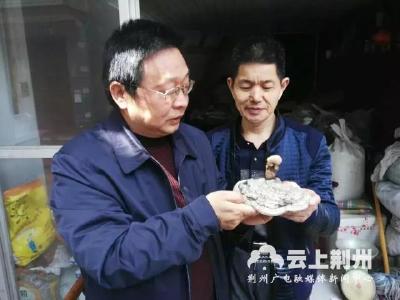 稀奇！石首七旬山民采到人形灵芝 “五官”栩栩如生