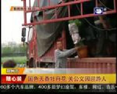 国色天香牡丹花 关公义园迎游人