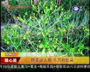 野菜迷人眼 千万别乱采