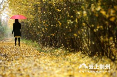 荆州又多一赏景好去处！这里有条2公里长的银杏大道