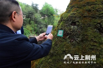  松滋为百年古树办理“二维码身份证” 最高树龄694岁