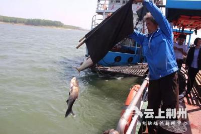 6054公斤“四大家鱼”种鱼放流长江石首段