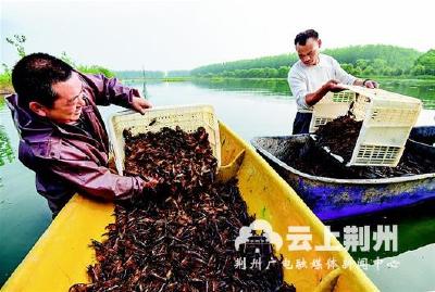 种养新模式催生高产量 荆州小龙虾迎来丰收季