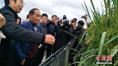 袁隆平改良的海水稻将首次大范围试种，亿亩能多养活8000万人