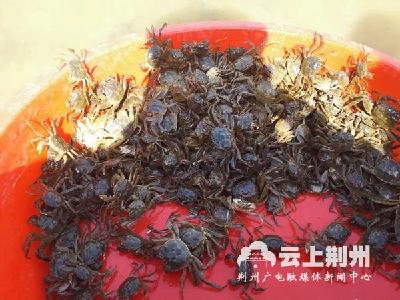 螃蟹中的“大长腿”江海21号落户洪湖清水科技园