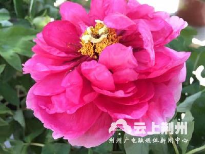 花开时节动荆城 关公义园2018首届牡丹陆续盛开
