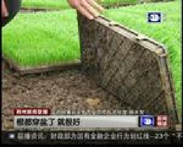 监利：春分过后育秧忙 大棚里春意浓