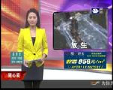 洪湖市：村民误捕娃娃鱼 主动放生长江
