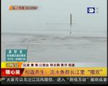 和谐共生：淡水鱼群长江里“撒欢”