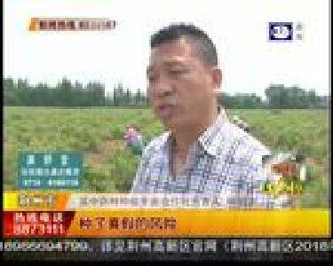 种植中药材 规避三大风险