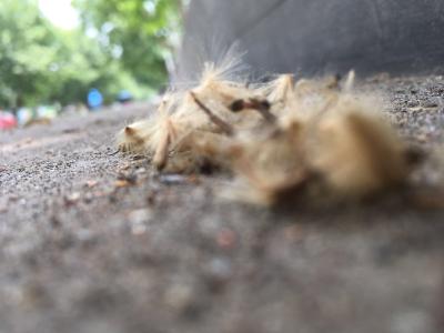 荆州市民注意！又到法桐飞絮时 出门做好防护措施