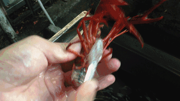 听说有人吃小龙虾休克了 还能不能愉快地吃“麻小”啊？