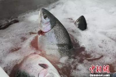 关于“真假三文鱼”，这七个问题必须要问清楚！