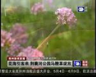 花海引客来 荆襄河公园马鞭草绽放