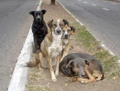专家：流浪犬伤人多因养狗人遗弃的家犬，须严厉处罚弃养行为